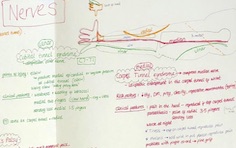 Peripheral nerves