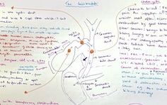 The gallbladder 1