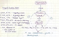 Thyroid function